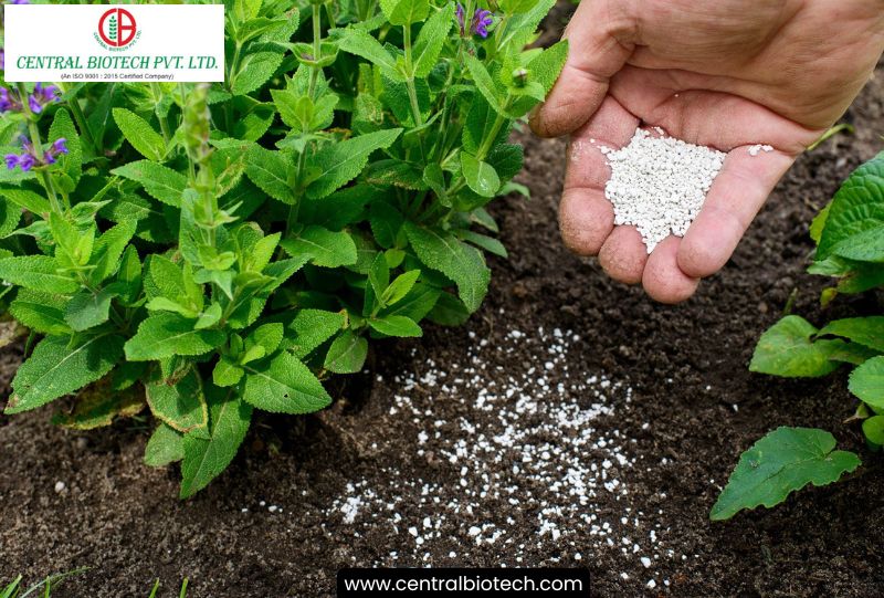 Top Signs Your Flowering Plants Need Fertilizer & How to Fix Them