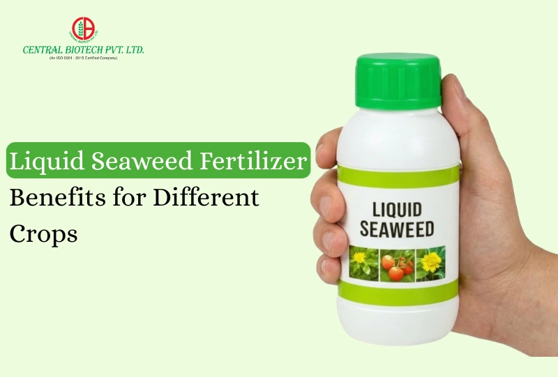 Liquid Seaweed Fertilizer Benefits for Different Crops